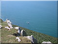 SN3456 : Wildlife cruise in Cardigan bay by Rudi Winter