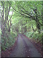 A shady lane near Treween