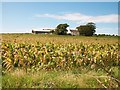 Cae Newydd Mynachdy Farm seen across a field of Indian Corn