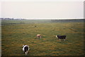 Field of cattle, Doniford, Somerset