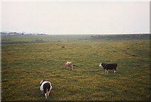 ST0942 : Field of cattle, Doniford, Somerset by nick macneill