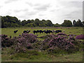 Hebridean Sheep on the Sandlings (1)