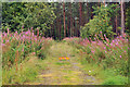 Overgrown track into forest near Dalcross