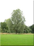 TM3987 : Willow Tree by Adrian S Pye