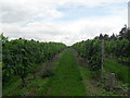 Vineyard at Chilford Hall