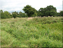 TG1600 : Pasture west of Church Farm, Hethel by Evelyn Simak