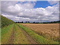 Track and Barley Field