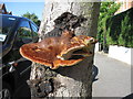 Bracket Fungus, Lewin Road, Streatham