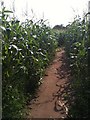 SE6649 : Inside York Maize Maze by hayley green