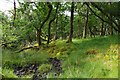NM6456 : Typical Rahoy oak woodland by Pat Macleod