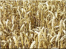NT4066 : Winter wheat at Cranstoun by M J Richardson