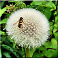 Dandelion near Dunmurry