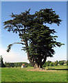 Big Cedar, Brightwell Park