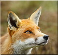 TQ3643 : Frodo the Fox by Peter Trimming