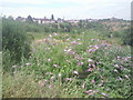 Old quarry at Swanscombe