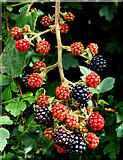 J2762 : Blackberries near Lisburn by Albert Bridge