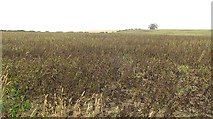 NT9248 : Bean crop, Norham East Mains by Richard Webb