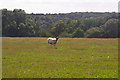 TL0213 : Sheep on Plain by Tom Presland