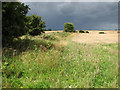 A stormy sky over ripening crops at Pudding Norton