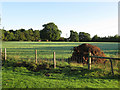 Stone Field