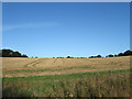 Coppice Field