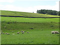 NY7363 : Pastures and woodland west of East Unthank (3) by Mike Quinn