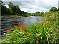 NH5691 : River Carron near Dounie by sylvia duckworth