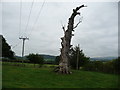 Gnarled old oak tree at Llwynybrain Farm