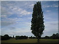 TQ4374 : Tree at Eltham Park South by Marathon