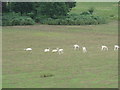 White deer on the lower slopes of Hascombe Hill