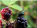 Fly on Blackberries, Corrardaghy