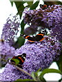 SX0990 : Red Admirals in Boscastle by Richard Law