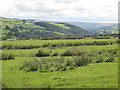 Pastures east of Rowside