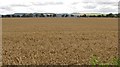 Wheat field by Rawes