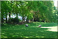 Sheep grazing near Dewhurst Lane