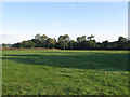 Pear Tree Field