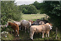 Bullocks at Stratford Bridge