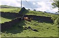 SD4694 : Cattle near Ellerbeck Farm by Derek Harper