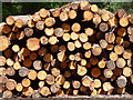 SU9119 : Logs, Ambersham Common by Stephen Richards