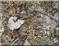 SU9119 : Wood ants, Ambersham Common by Stephen Richards