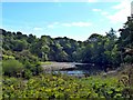 NZ0120 : River Tees, near Cotherstone by Paul Buckingham