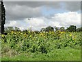 Sunflower crop