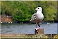 Juvenile Herring Gull - Roath Park, Cardiff