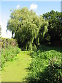 Willow tree and reen near St. Brides