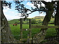 Ponies grazing below Combs Edge