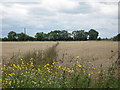 Footpath to Grove Lane