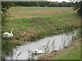 Swans in Brenzett Sewer