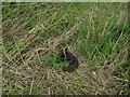 Grass Snake (Natrix natrix)