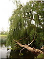 Redhill: willow overhanging the Stour