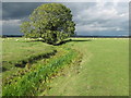 Large tree beside footpath to Court-at-Wick